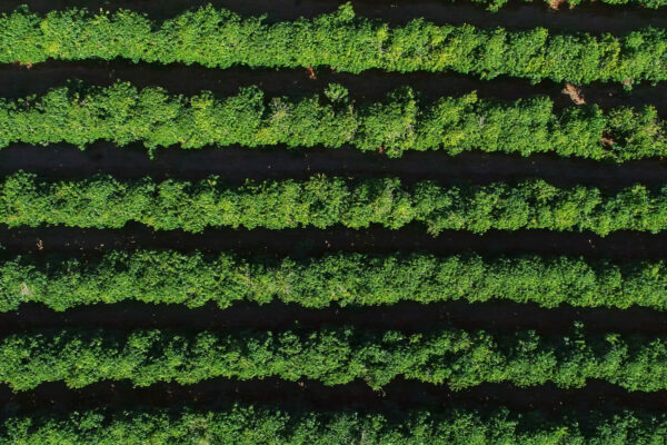 Aerial view of a coffee farm. Coffee plantation viewed from above. Big coffee farm. Coffee plants. Minas Gerais, Brazil.